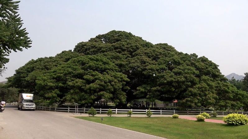 Obří strom v Thajsku se stal turistickým hitem. Vrhá stín o rozloze 1600 metrů čtverečních